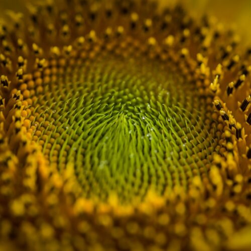 sunflower-6522150_1920.jpg